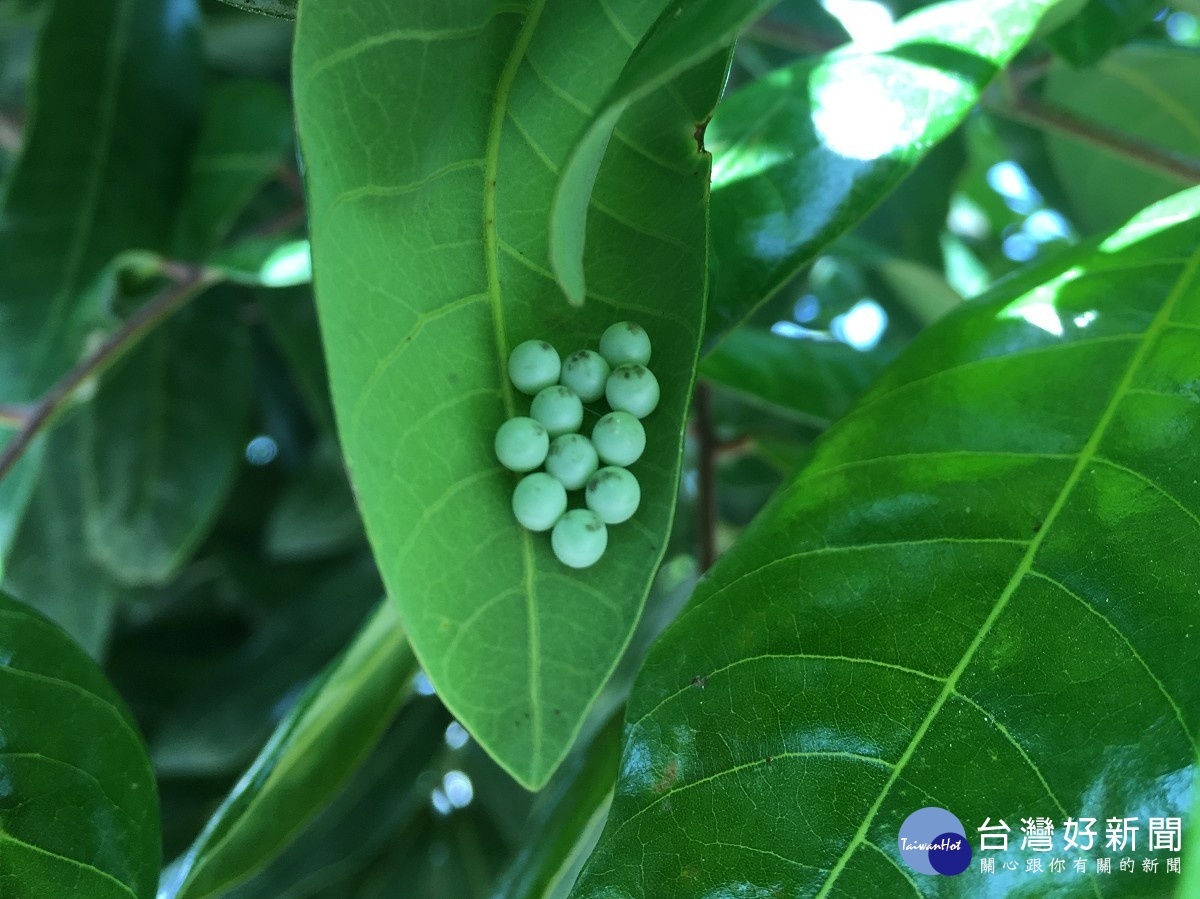 防治荔枝椿象　中市14農會收購卵片 台灣好新聞 第1張