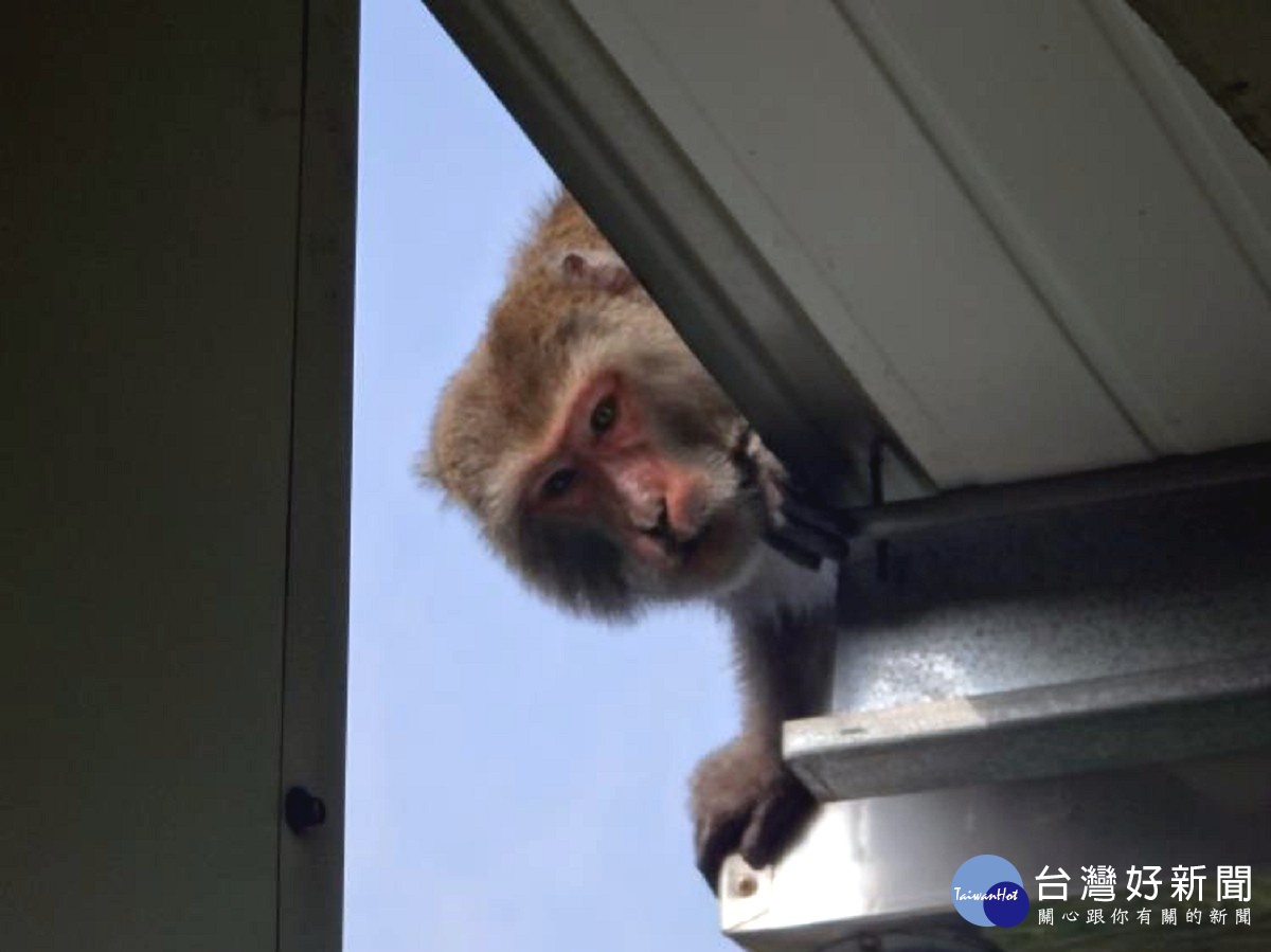 獼猴嘉市玩透透　大戰人類7年結束流亡生活 台灣好新聞 第1張