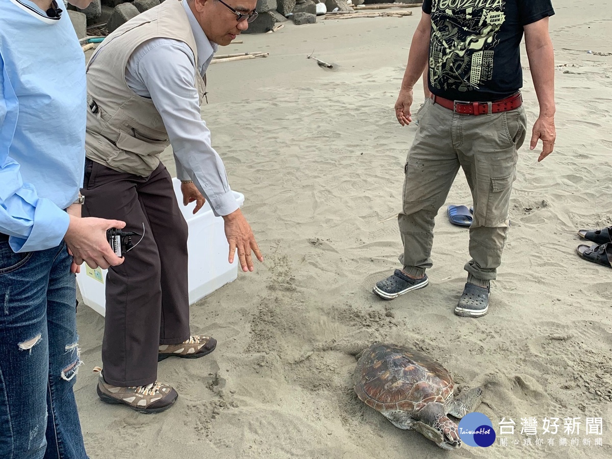 台江國家公園野放綠蠵龜　重回大海的懷抱 台灣好新聞 第1張