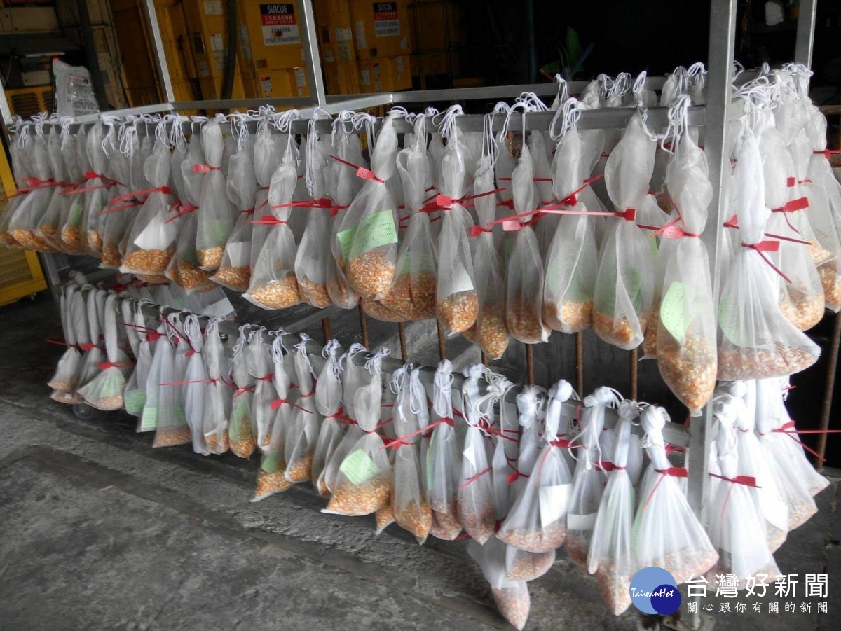 硬質玉米收購有留樣　農糧署建構安全監測網把關品質　 台灣好新聞 第1張