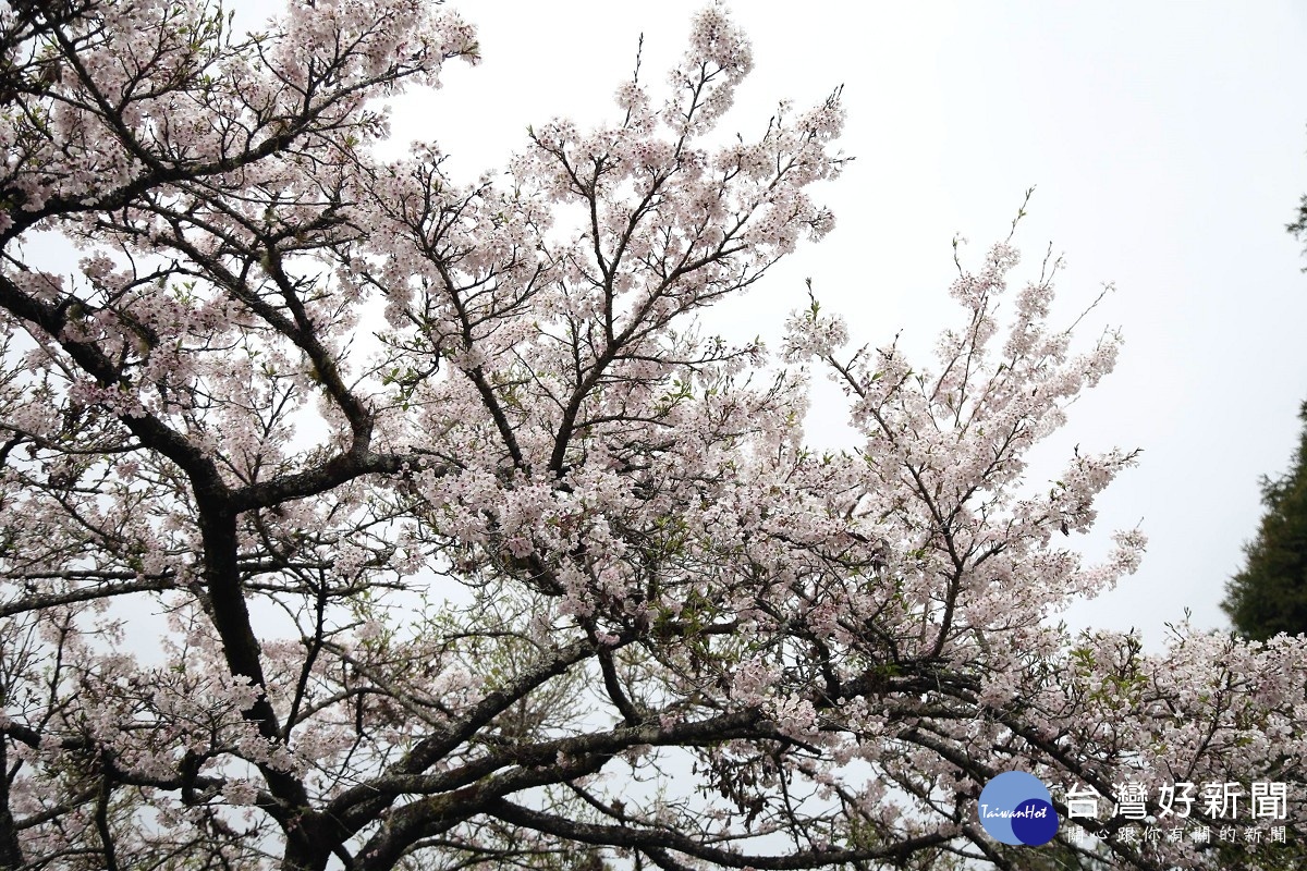 「櫻與音的對話」　阿里山櫻花季開鑼 台灣好新聞 第2張