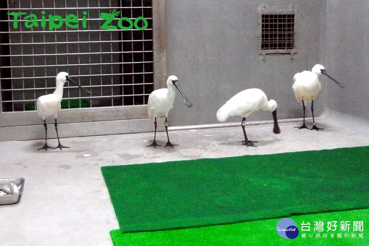 四隻黑面琵鷺於1月8日晚間平安抵達臺北市立動物園(圖/吳立信攝)