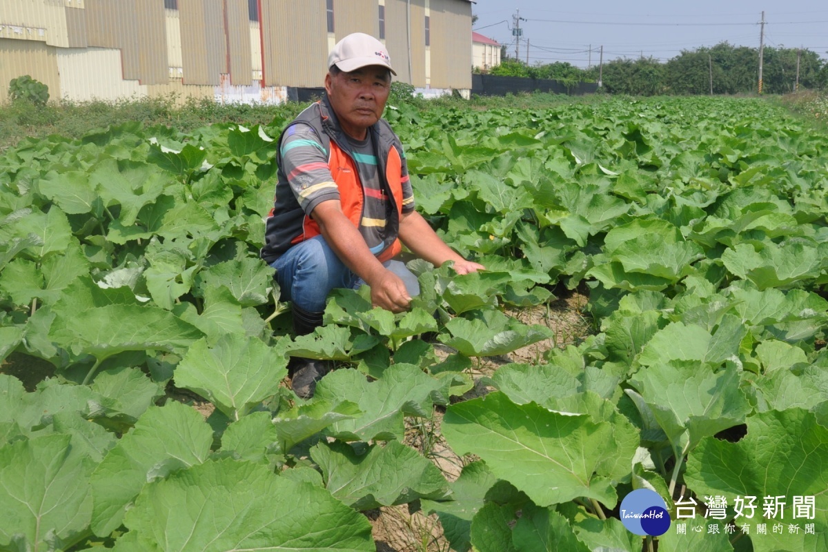 乾旱影響　佳里牛蒡減產且延後採收 台灣好新聞 第1張