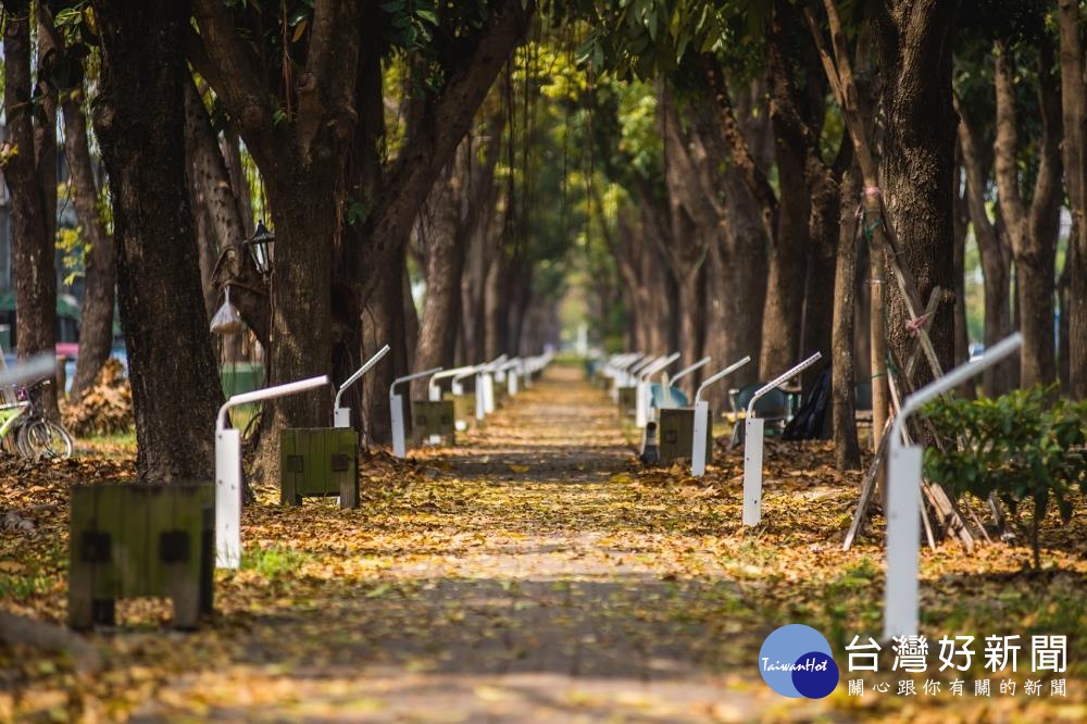 浪漫不輸韓劇場景　嘉市桃花心木落葉繽紛 台灣好新聞 第2張