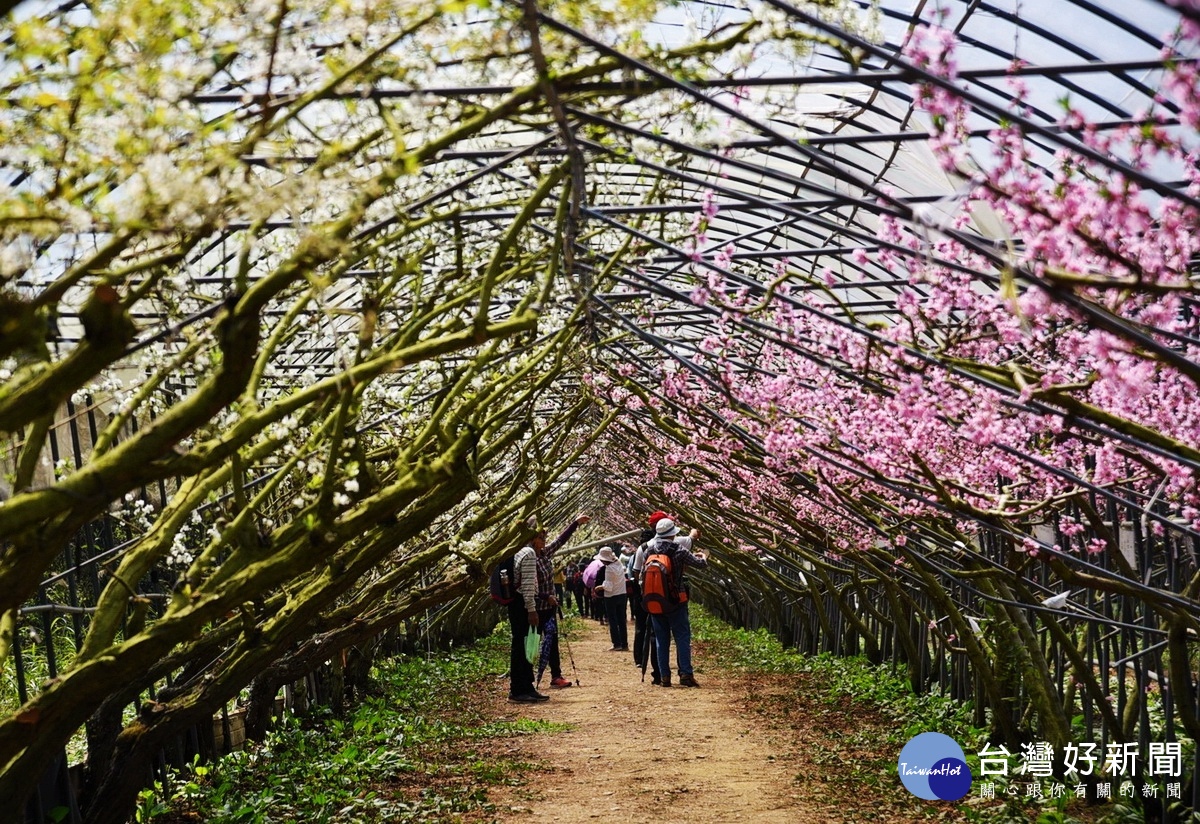 台大梅峰農場春之饗宴　3/25、3/26入場送限量樹苗 台灣好新聞 第2張