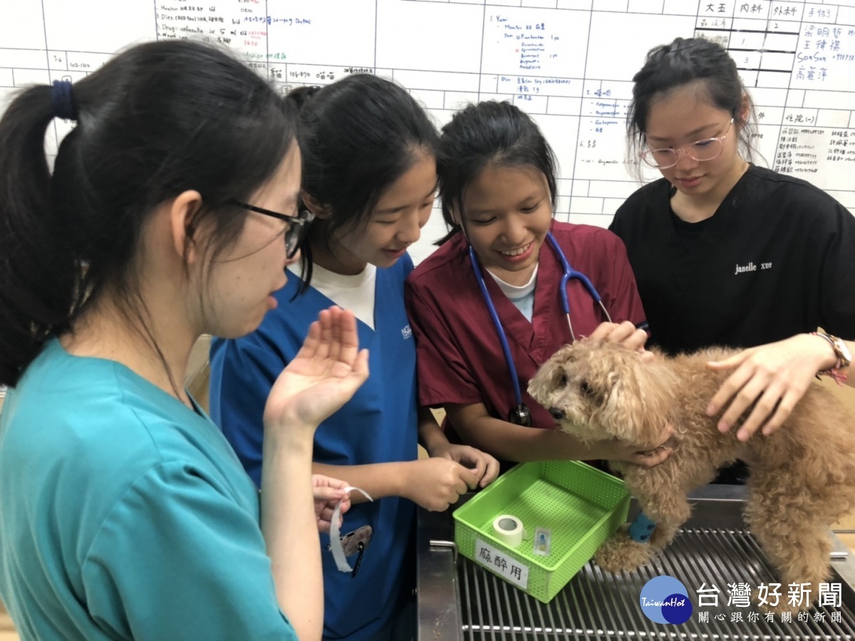 新加坡義安理工學院學生赴嘉大動物醫院實習　增加學術及文化交流 台灣好新聞 第1張