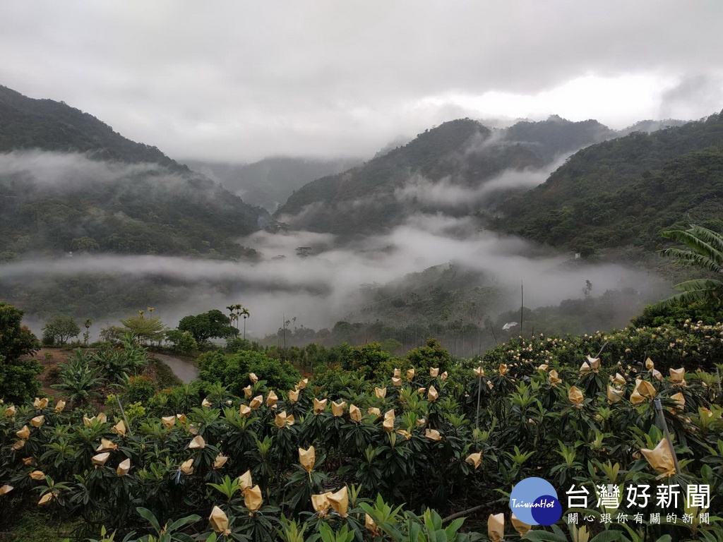 太平枇杷嘉年華會　農會：減產也不能斷外銷通路 台灣好新聞 第1張