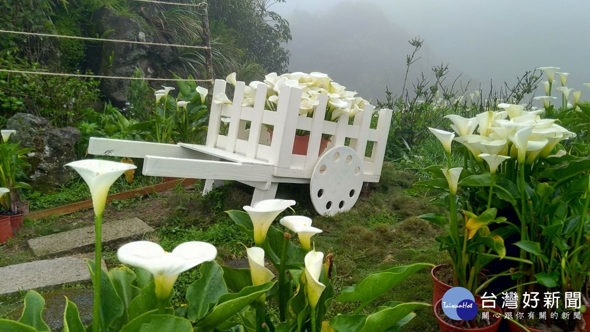 小瀑布海芋園