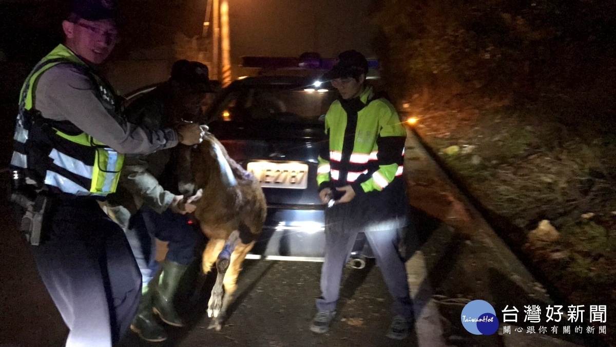 員警二車四人協助包圍羊隻順利抓住羊隻