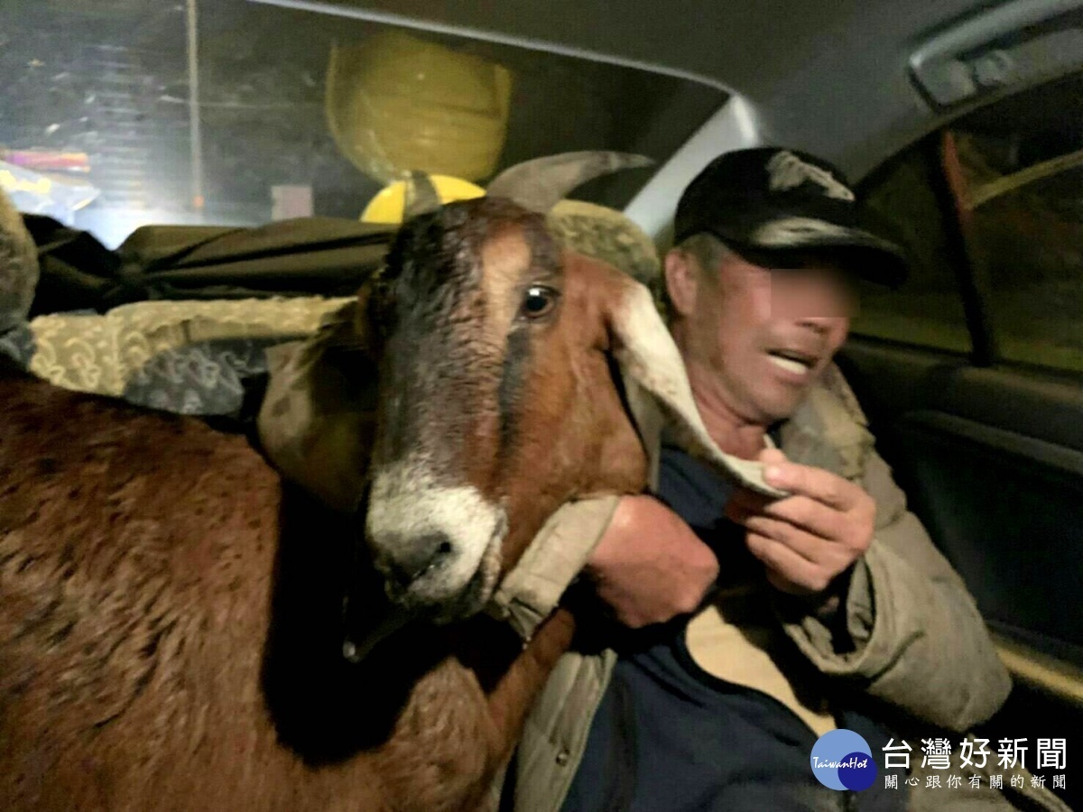 飼主葉先生將羊隻載回農場