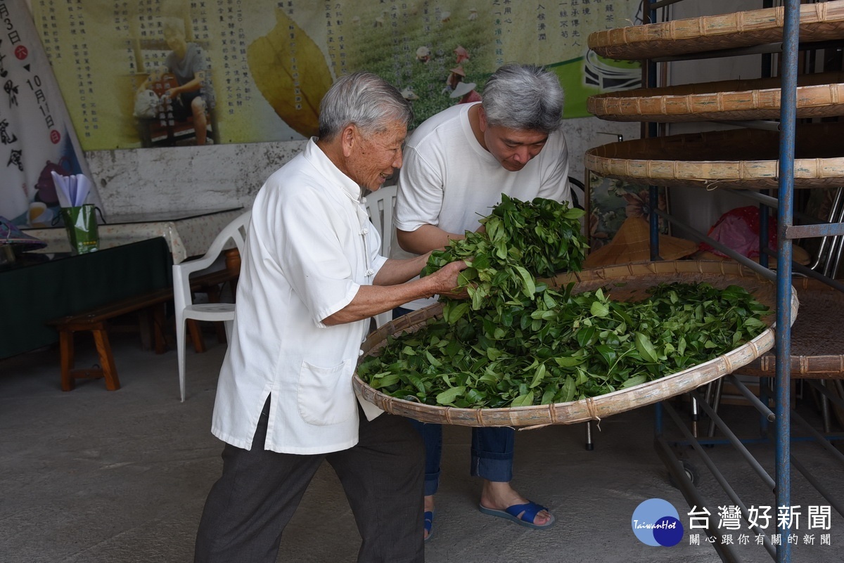 老師傅傳承手工製茶　蘇文昭延續傳統鹿谷凍頂茶香 台灣好新聞 第2張