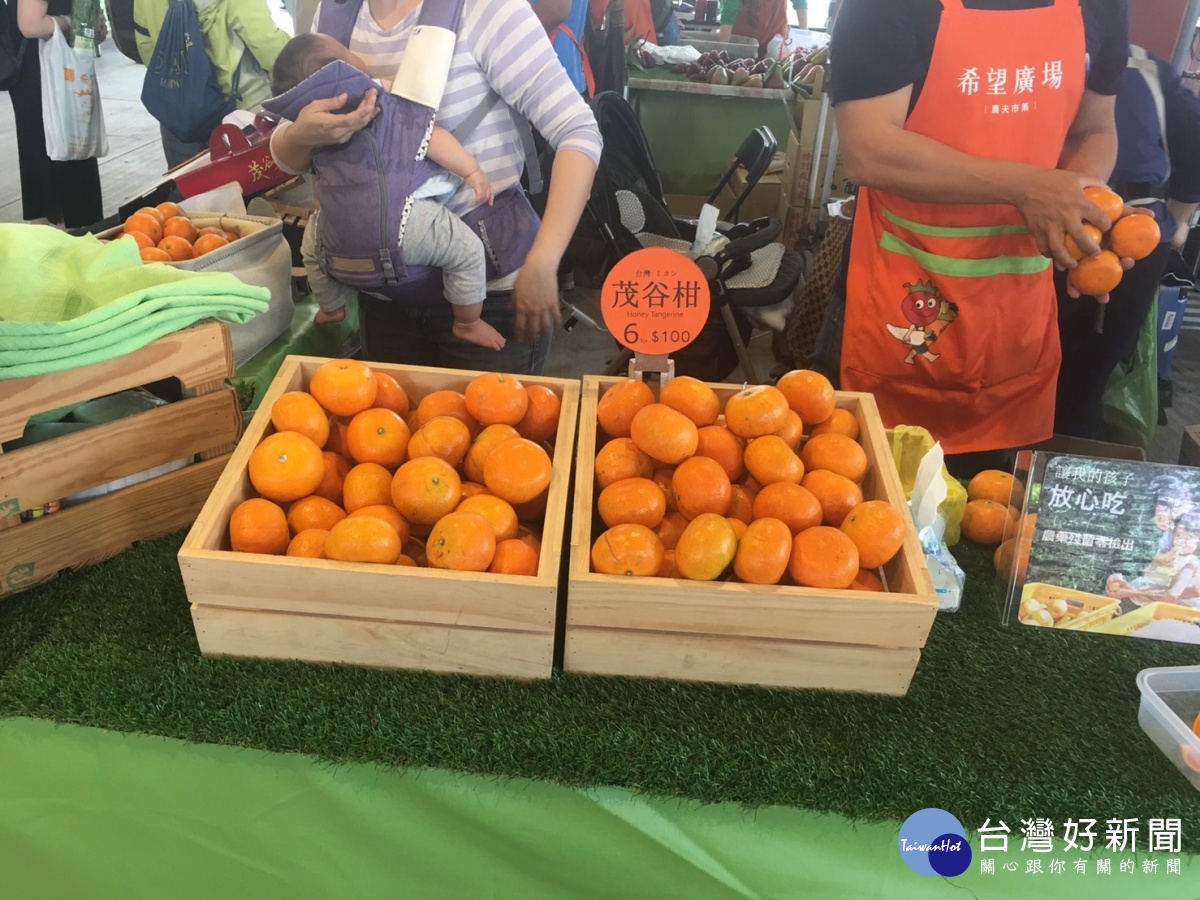 中市推廣優質農產品　北上展售枇杷、茂谷柑 台灣好新聞 第1張