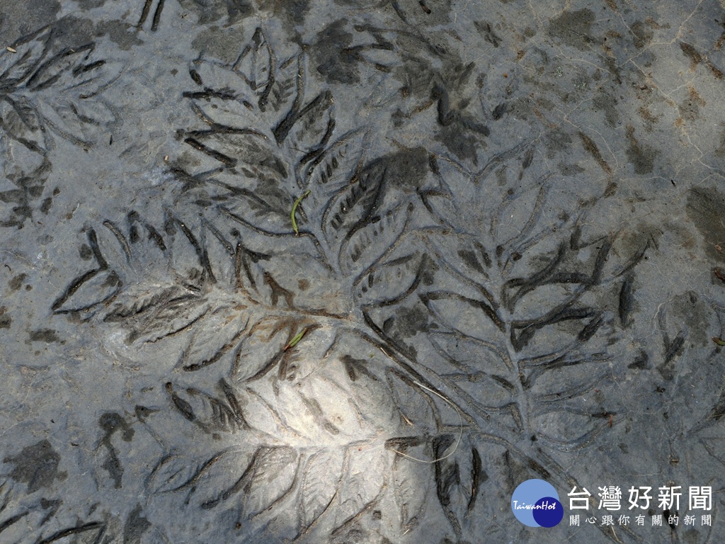 花博外埔園區植栽花卉正熱鬧　各色杜鵑交互綻放形成園林之美 台灣好新聞 第5張