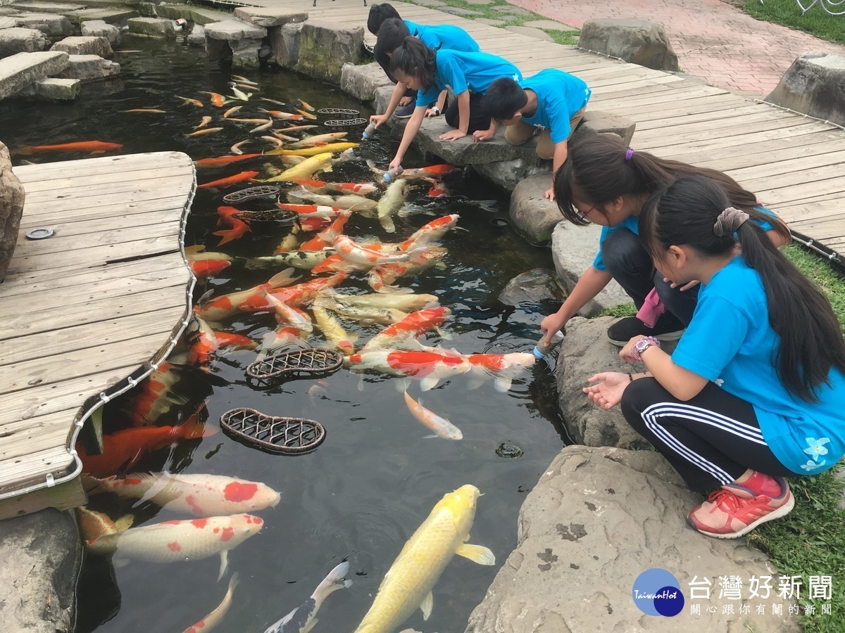 鯉魚齊聚來吃ㄋㄟㄋㄟ。（記者扶小萍攝)