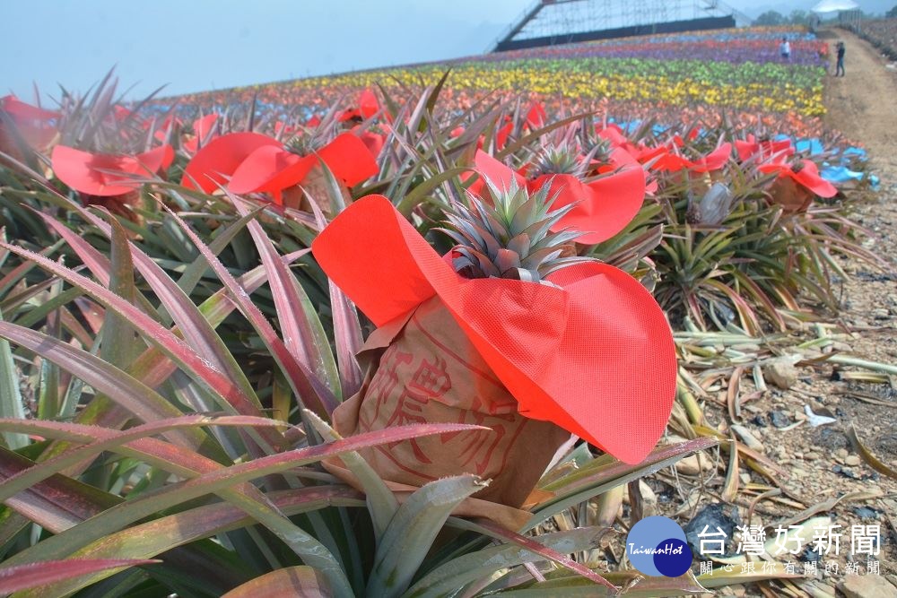 屏東縣日照強，為了防止鳳梨果實因陽光高溫照射而產生灼傷，果農們都會為鳳梨果實套上「帽套」