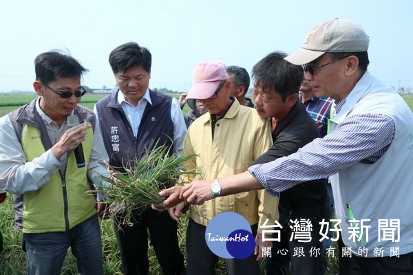 立委蘇治芬邀請農委會主委陳吉仲到北港、元長等地會勘稻熱病田區，關心受害情形及商討因應措施。（記者陳昭宗拍攝）