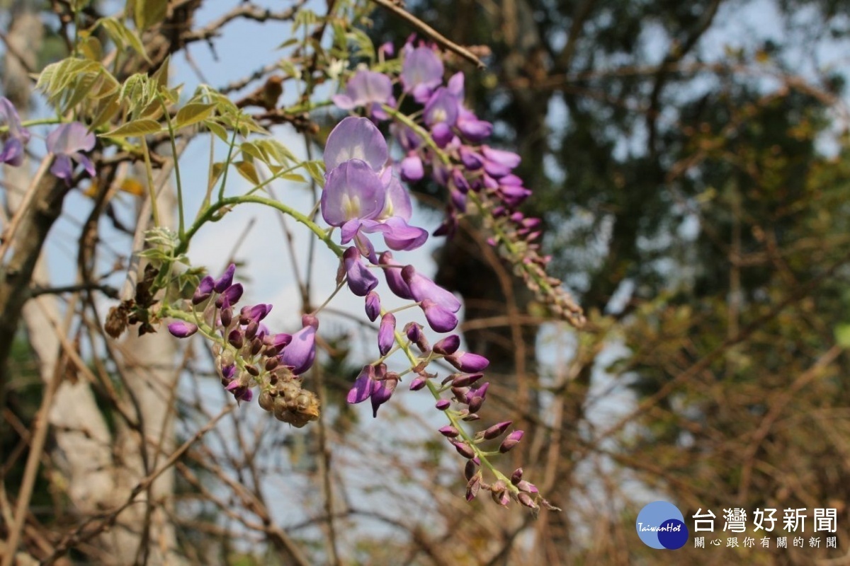 果樹園旁及西式庭園的紫藤花陸續綻放中(圖/台北市公園處提供)