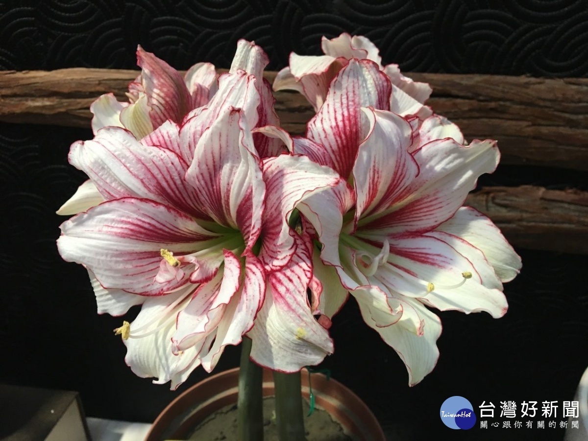 各色的新品系孤挺花比賽讓您大飽眼福(圖/台北市公園處提供)