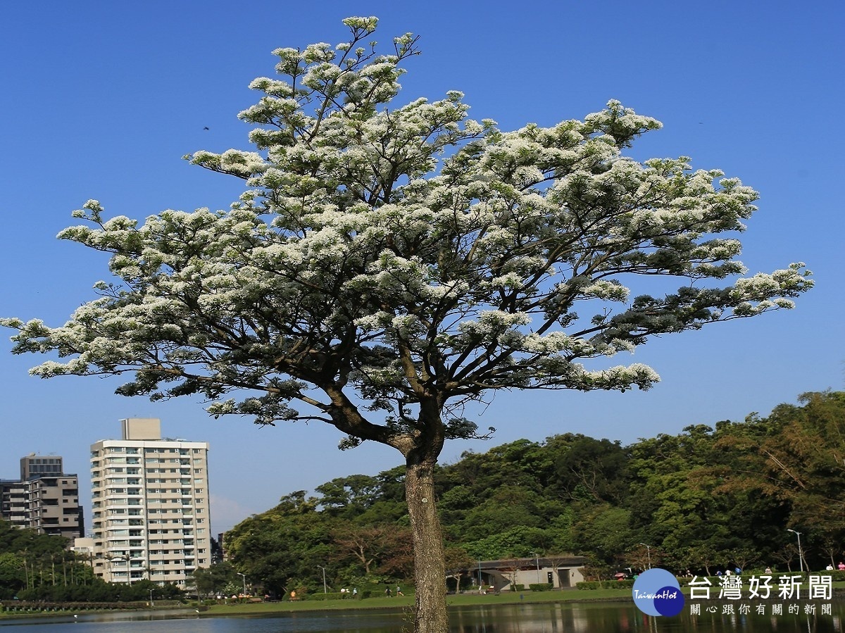 百花盛開相競艷　內湖碧湖公園流蘇覆白雪 台灣好新聞 第1張