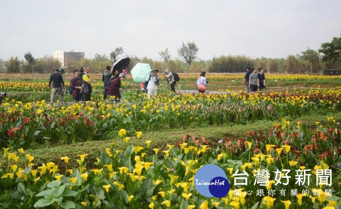 桃園彩色海芋季開幕　感受農村生活魅力 台灣好新聞 第1張