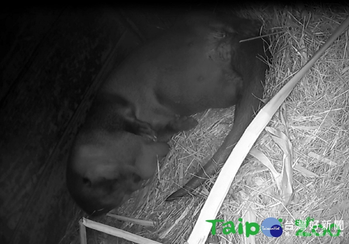歐亞水獺「金莎」，於3月9日（六）晚間約5點左右，再度平安誕下1隻小寶寶（監視器影像畫面）（圖／台北市立動物園提供）