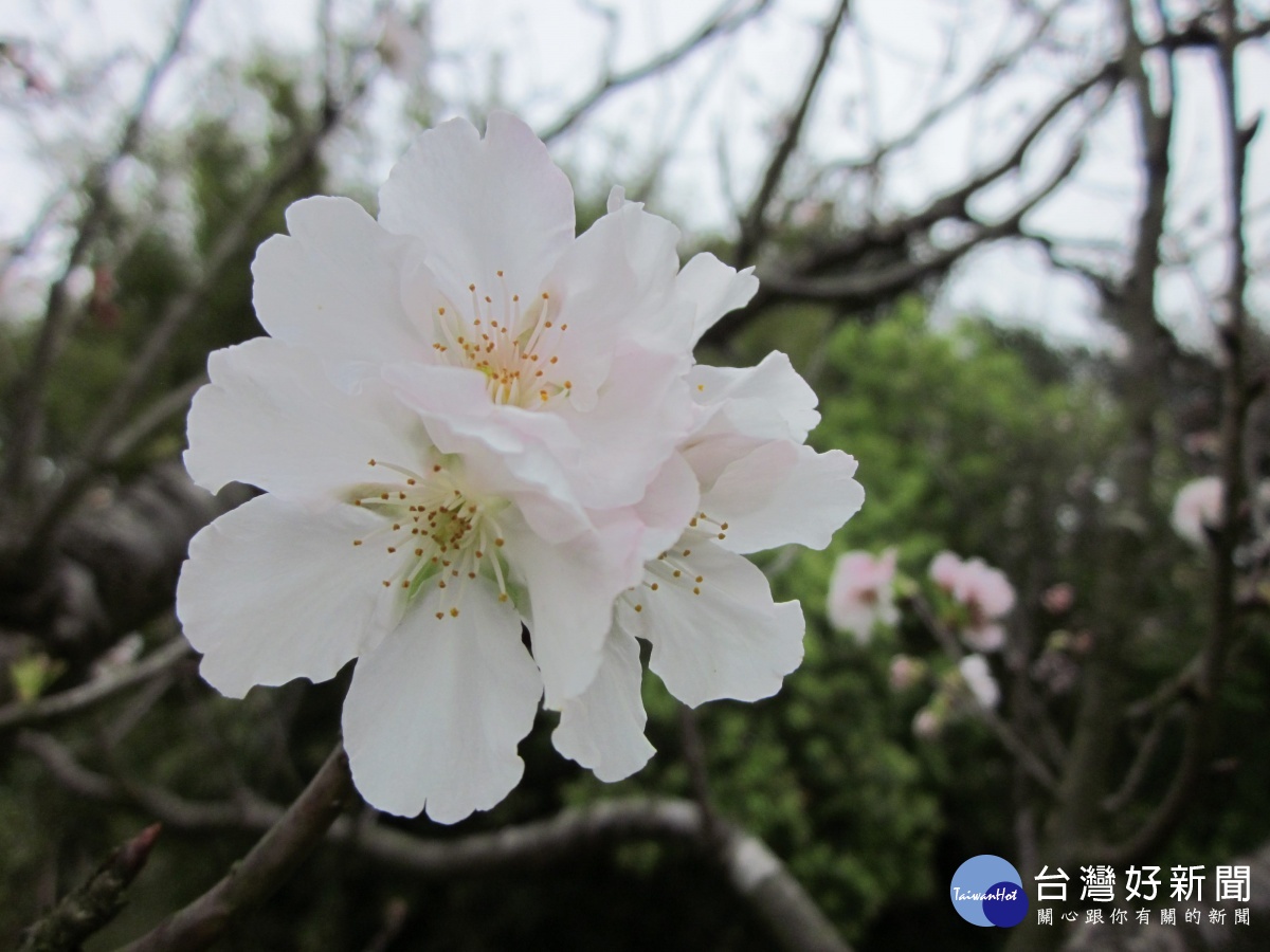 窗外有美景　陽明山花卉試驗中心綠化課程4/13開跑 台灣好新聞 第1張
