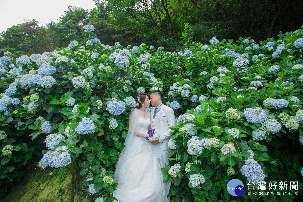 繡球花花季時間為五月中到六月中,為最佳婚攝時間