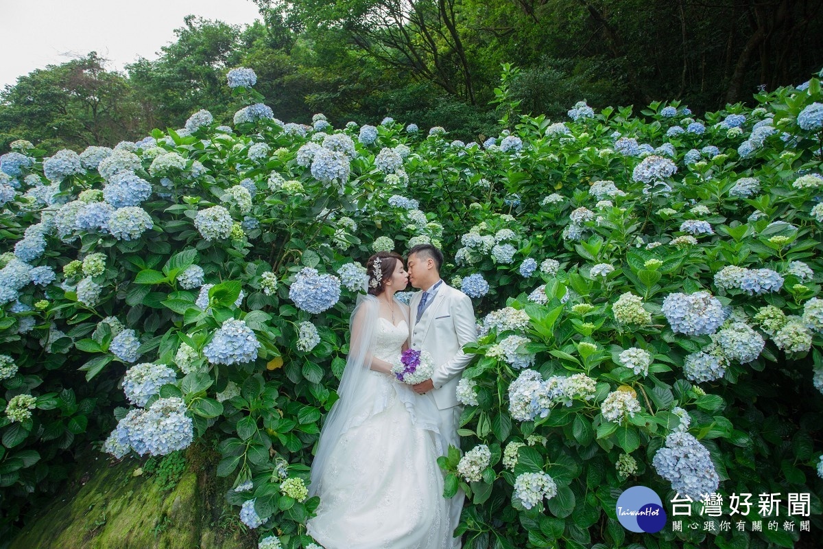 繡球花花季時間為五月中到六月中，為最佳婚攝時間