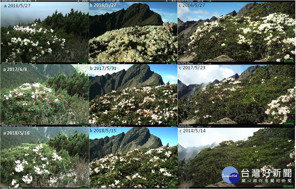 玉山國家公園管理處進行為期3年(2016-2018年)塔塔加-玉山主峰線步道沿線進行高山植物開花結實物候調查。〈圖片玉管處提供〉