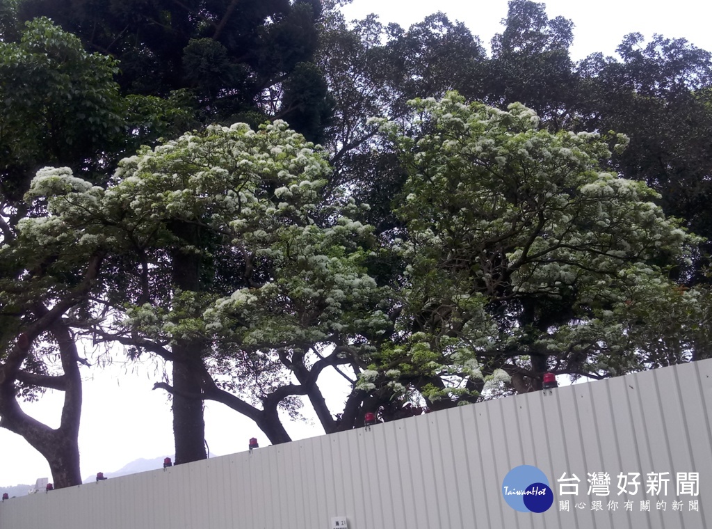 圖:目前盛開的流蘇已在藝文之家和埔頂公園等皆可見。