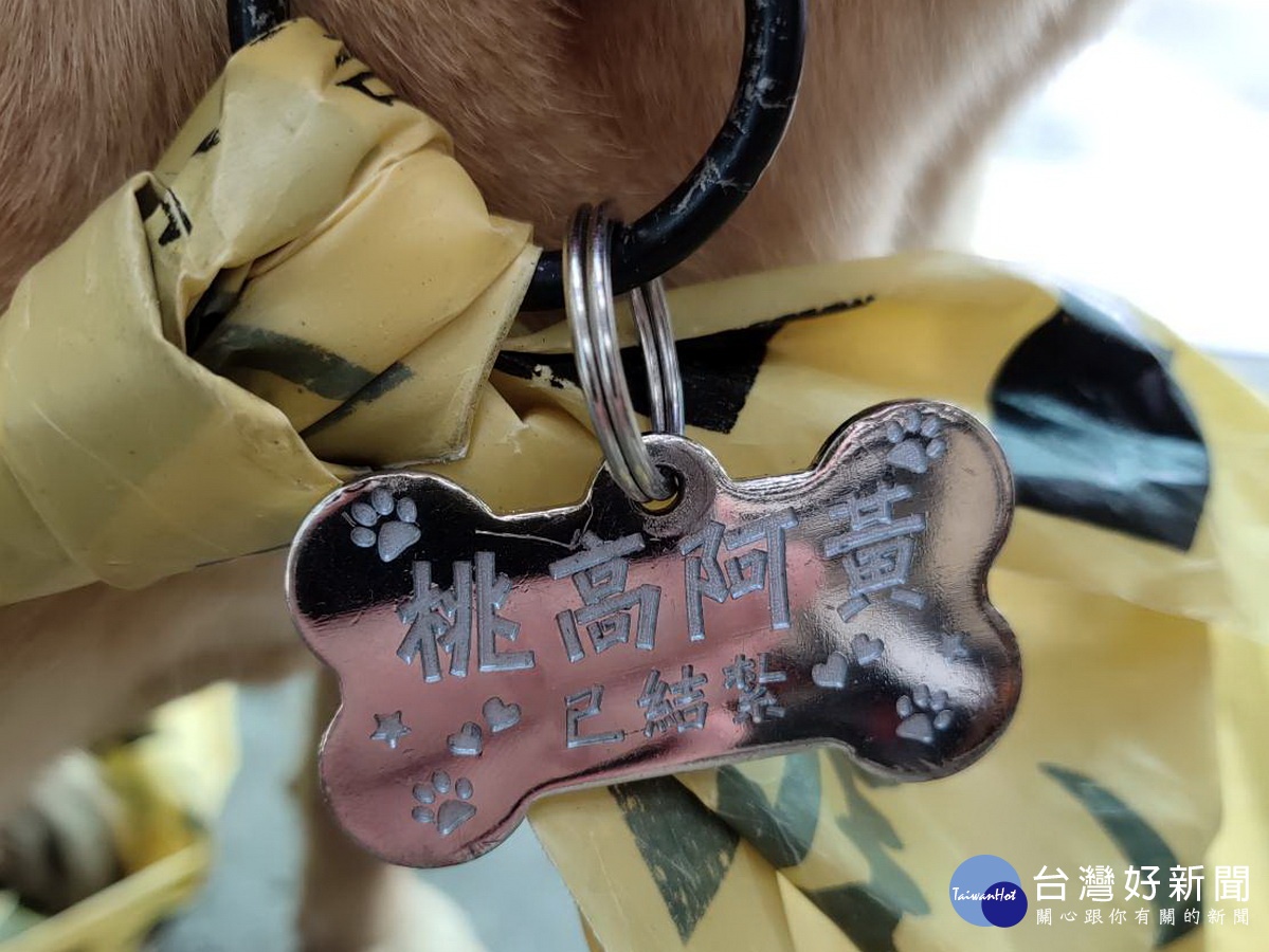 大黃狗的脖子上掛有「桃高阿黃」的金屬名牌。