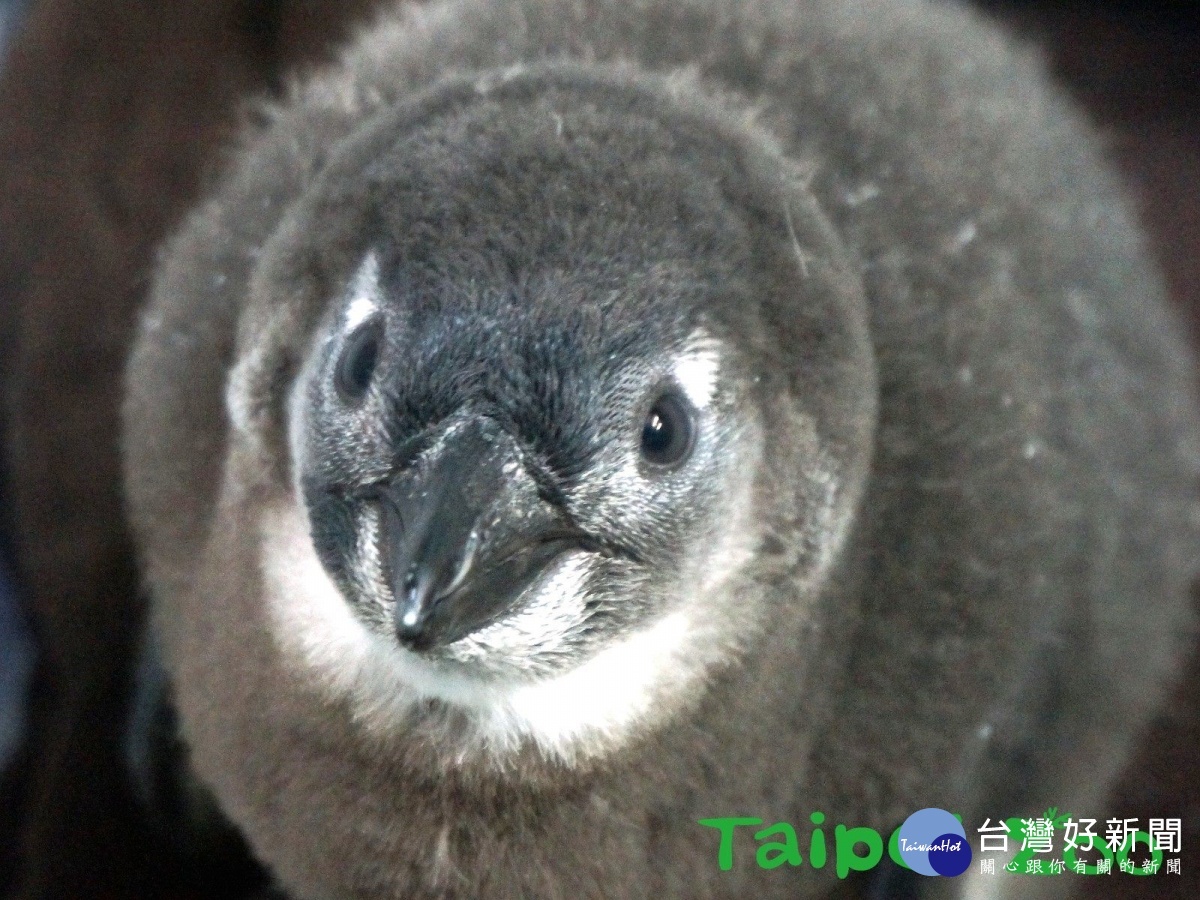 保育員首扮親鳥育雛　企鵝寶寶從56.8公克長到2.041公斤 台灣好新聞 第1張