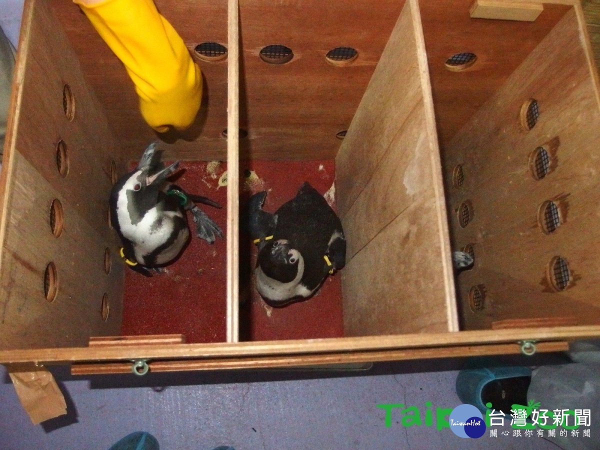 保育員首扮親鳥育雛　企鵝寶寶從56.8公克長到2.041公斤 台灣好新聞 第2張