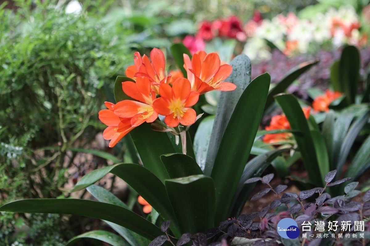 賞花好去處　球根花卉展4/12北市花卉中心展出 台灣好新聞 第2張