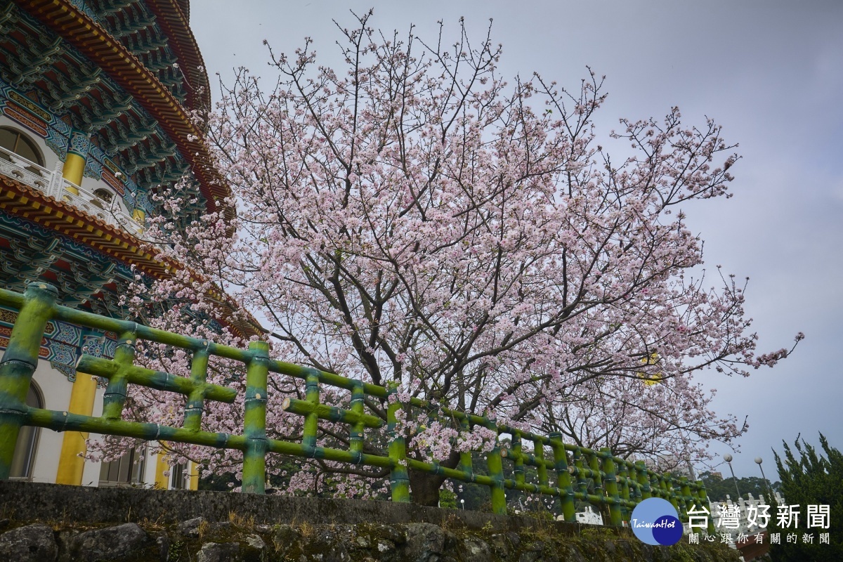 天元宮櫻花盛開美景