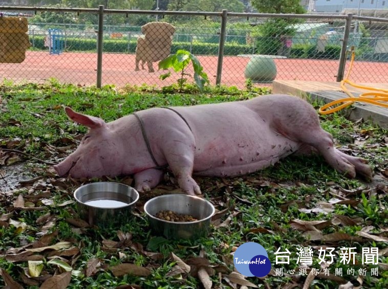 大肥豬運送屠宰途中摔車外　獲救後安置動物之家 台灣好新聞 第1張