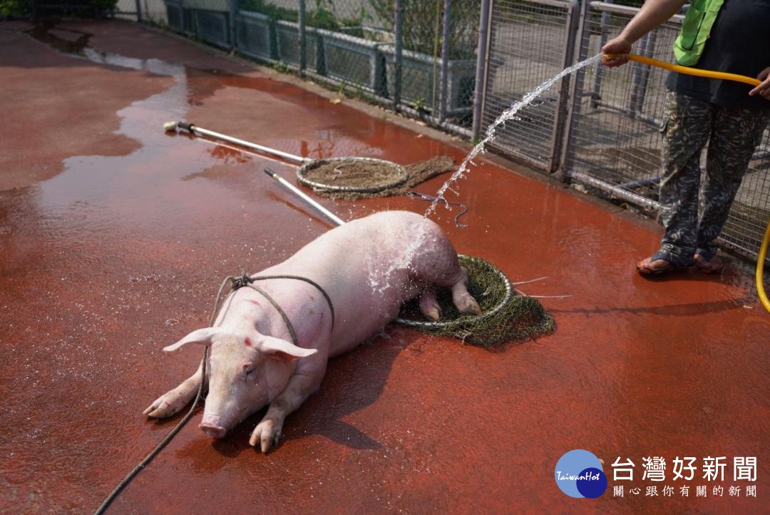 大肥豬運送屠宰途中摔車外　獲救後安置動物之家 台灣好新聞 第2張