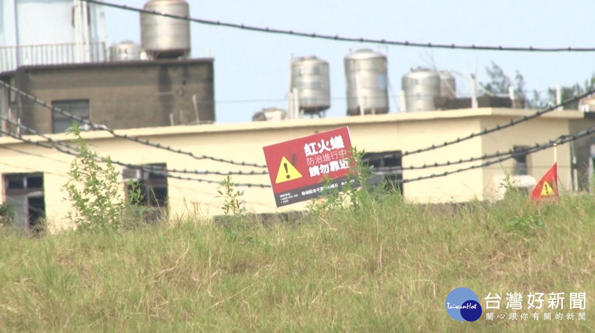 南寮左岸紅火蟻進攻　竹市府建立SOP應對 台灣好新聞 第1張
