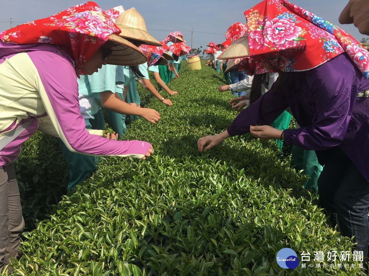中興師生用心採茶。(記者扶小萍攝)
