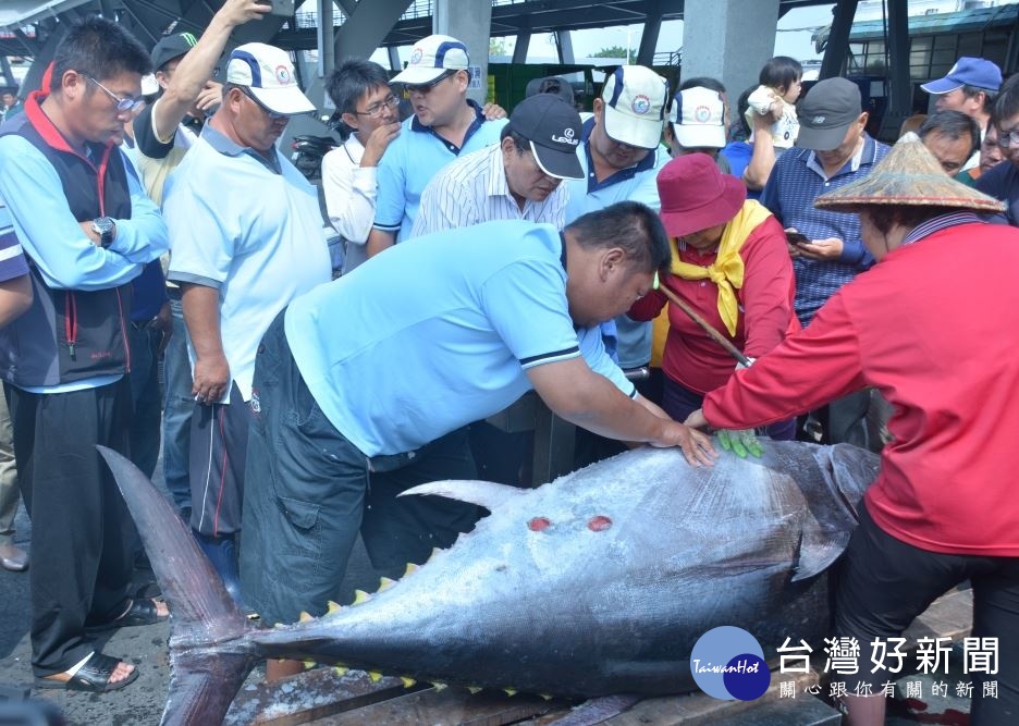 屏東黑鮪魚季「第一鮪」確認 　4/20東港魚市場熱鬧拍賣