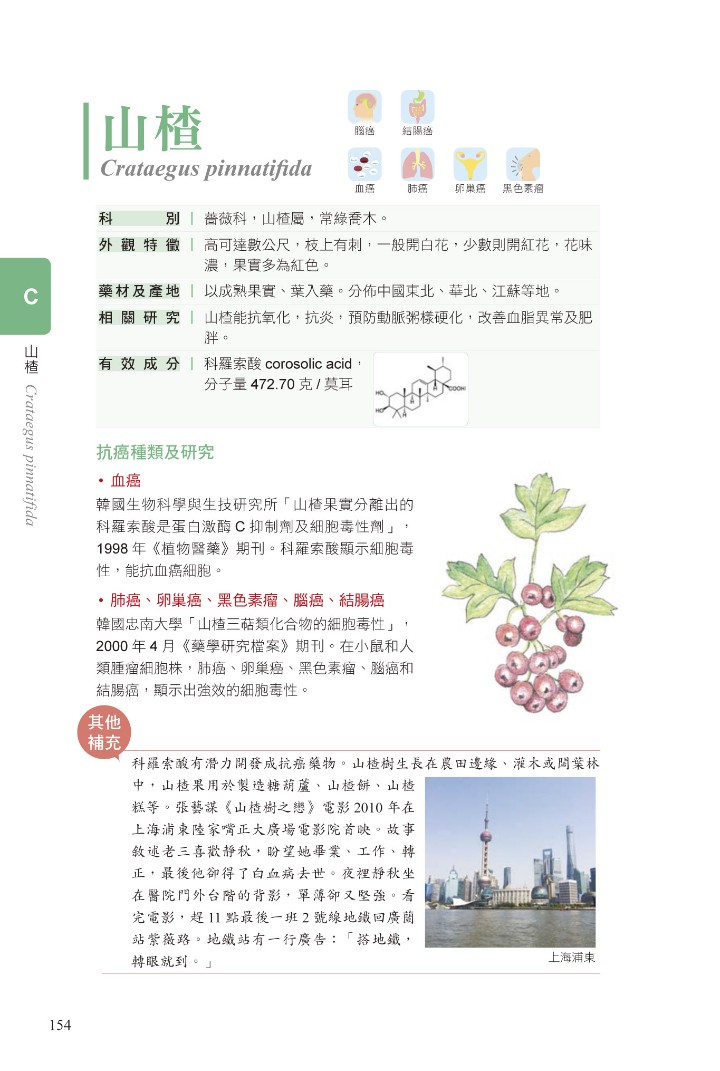 山楂,手繪圖。