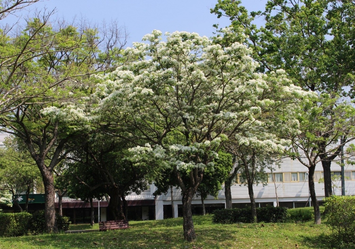 福林公園也降下了「4月雪」(圖/台北市公園處提供)