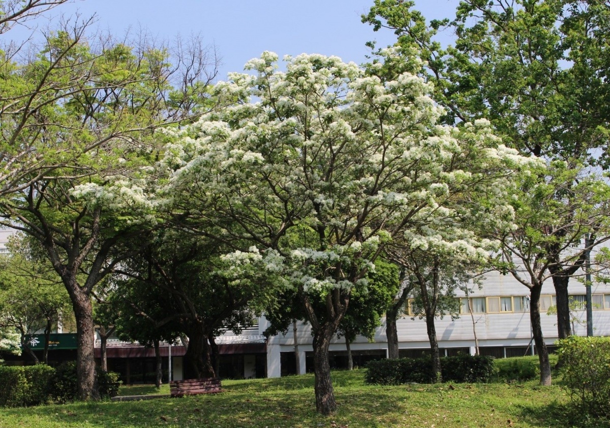 福林公園也降下了「4月雪」（圖／台北市公園處提供）