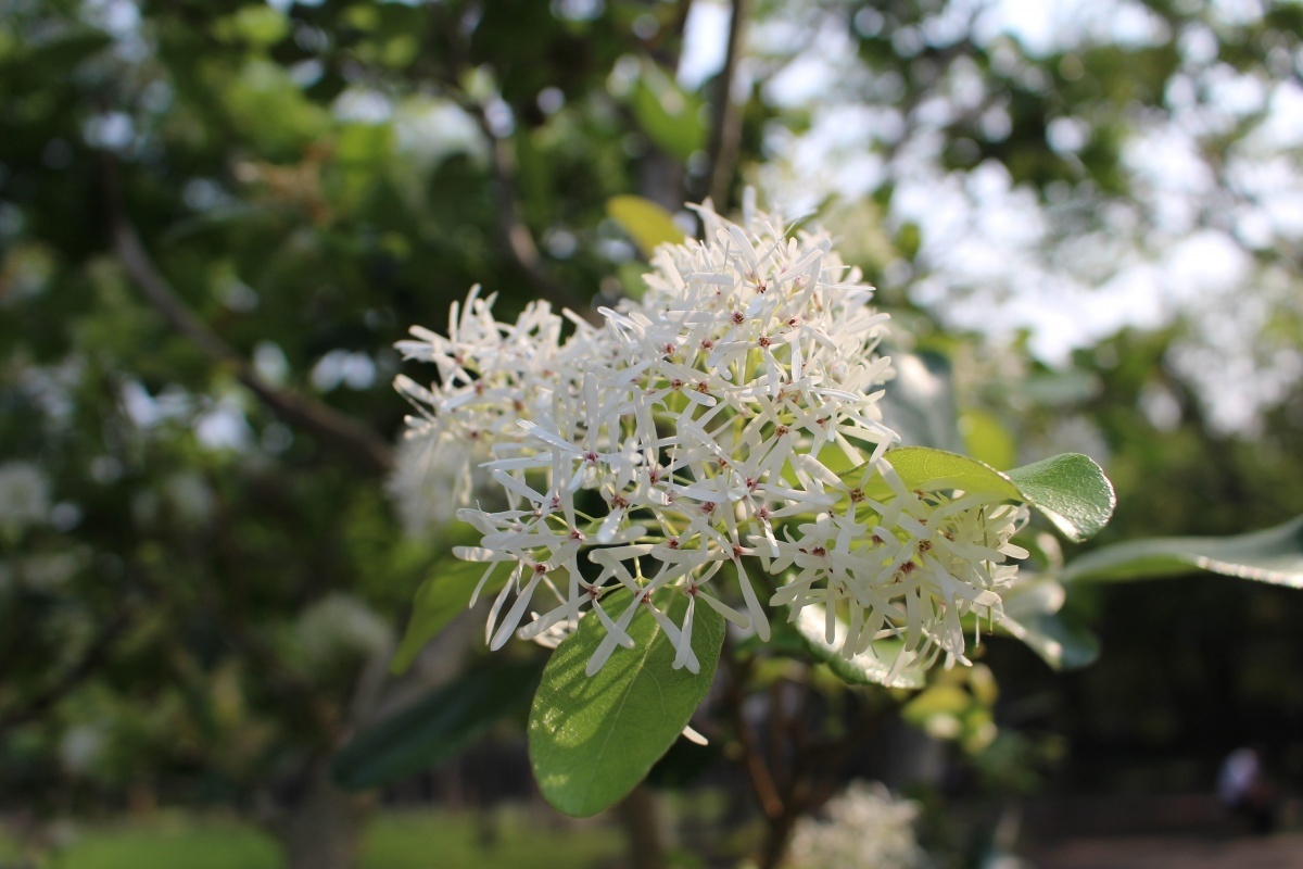 流蘇花序特寫(圖/台北市公園處提供)