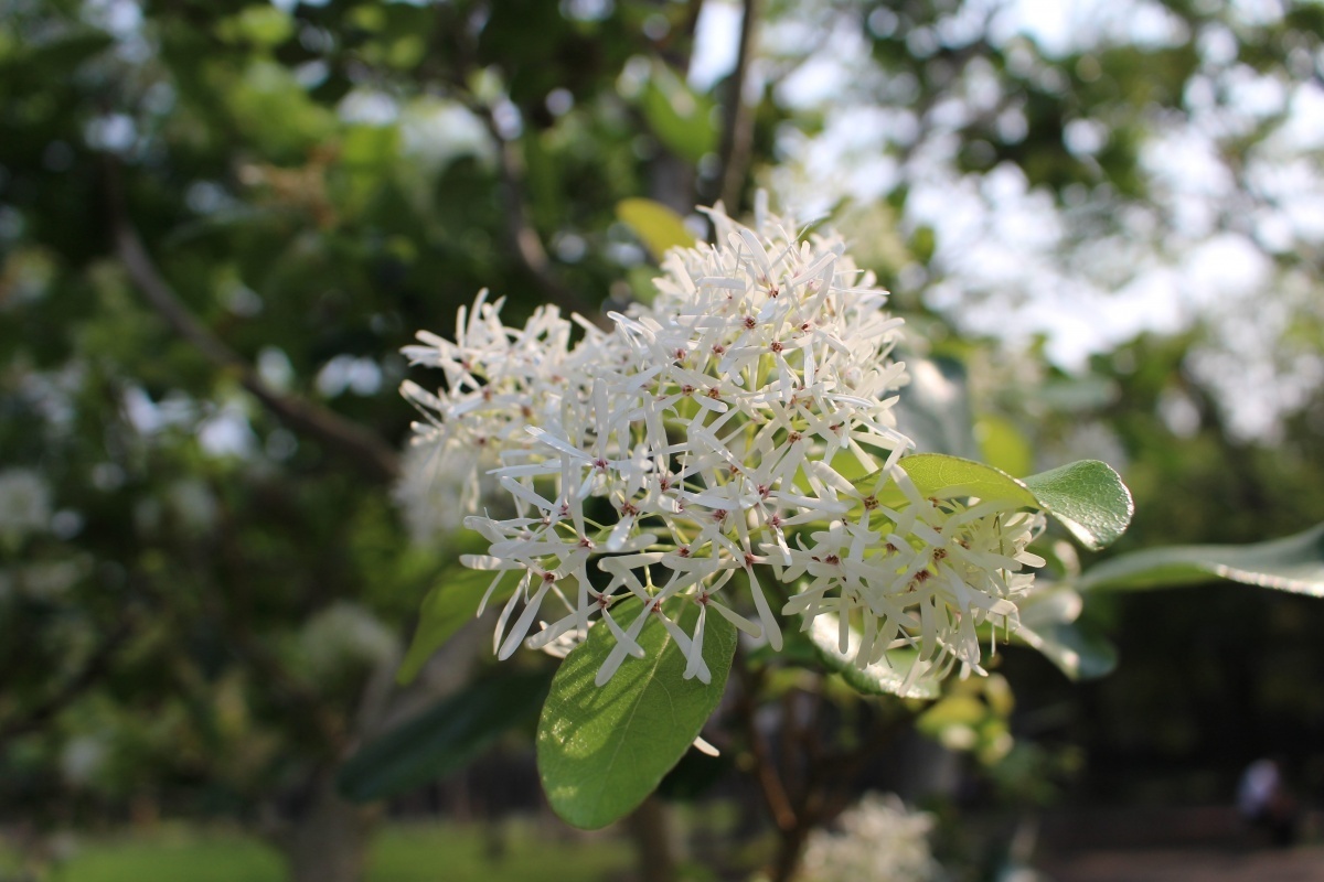 流蘇花序特寫（圖／台北市公園處提供）