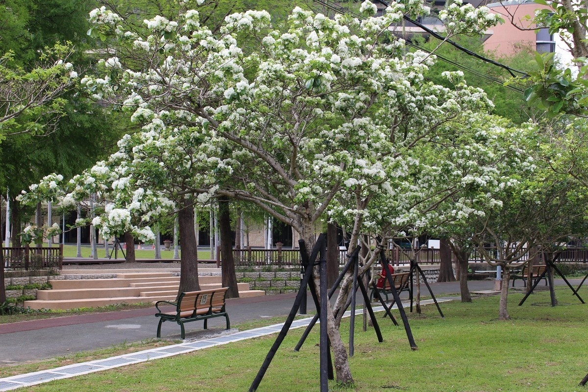 士林官邸公園盛開的流蘇（圖／台北市公園處提供）