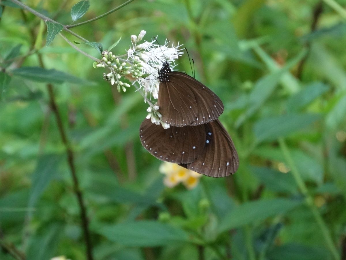 紫斑蝶(照片由成功營區綠色環境學習營地陳永昌志工提供)