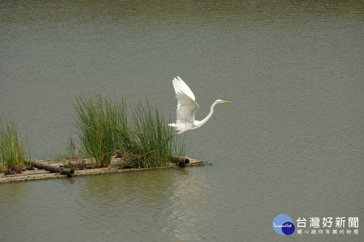 社子島濕地常年可觀察到超過40種以上鳥類。
