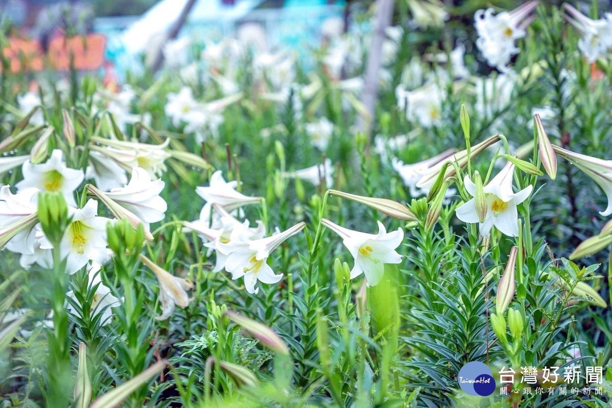 大古山之野百合開花率已達50%，趁著春暖花開到大古山欣賞美麗的白色浪潮。