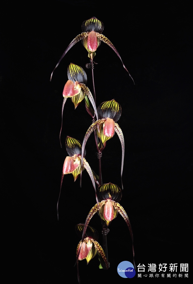 仙履蘭多花品系冠軍，優點是花朵橫徑大、花瓣橫向伸展度佳與明亮的色澤等優點。(圖/國立自然科學博物館)